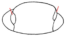 Familia Tetraodontidae_claves_01.jpg